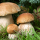 Illustration for article titled More Mushroom Than You Can Handle: You Simply Don’t Have The Endurance To Make It Through This List Of 8 Mushrooms